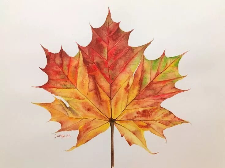 Кленовый лист фото рисунок Autumn Leaf (2018) Watercolour by Charlotte Ambler Watercolor autumn leaves, Nat
