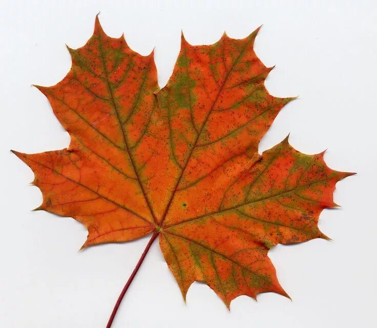 Кленовый лист фото рисунок Track Idea: Maple Leaf Watercolor leaves, Fall watercolor, Leaf art