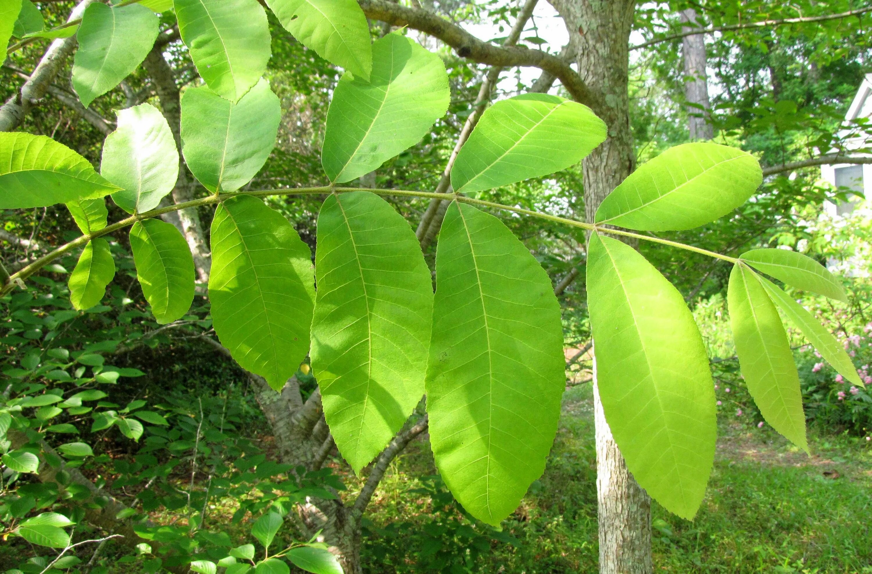 Кленовый орех фото Pin on Plant Identifications