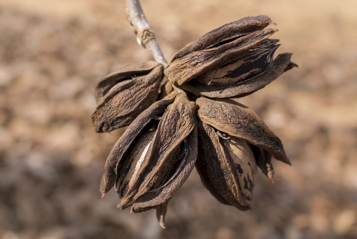 Кленовый орех фото Picking Pecans: How And When To Harvest Pecans Pecan tree, Pecan nuts, Harvestin