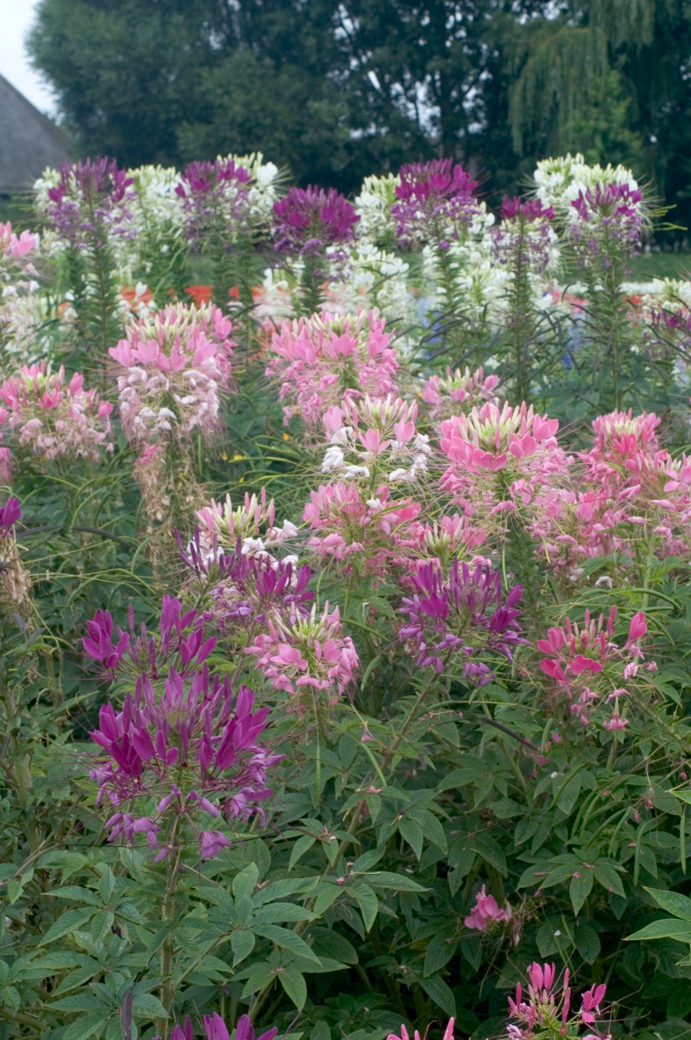 Клеома фото цветов Cleome Mixed Flowers Seeds Kings Seeds Cleome flowers, Beautiful flowers garden,