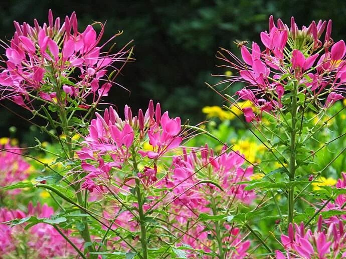 Клеома фото цветов Cleome spinosa seed BELL Garden Company,Wholesale Plant seeds,Alive roots,Medici