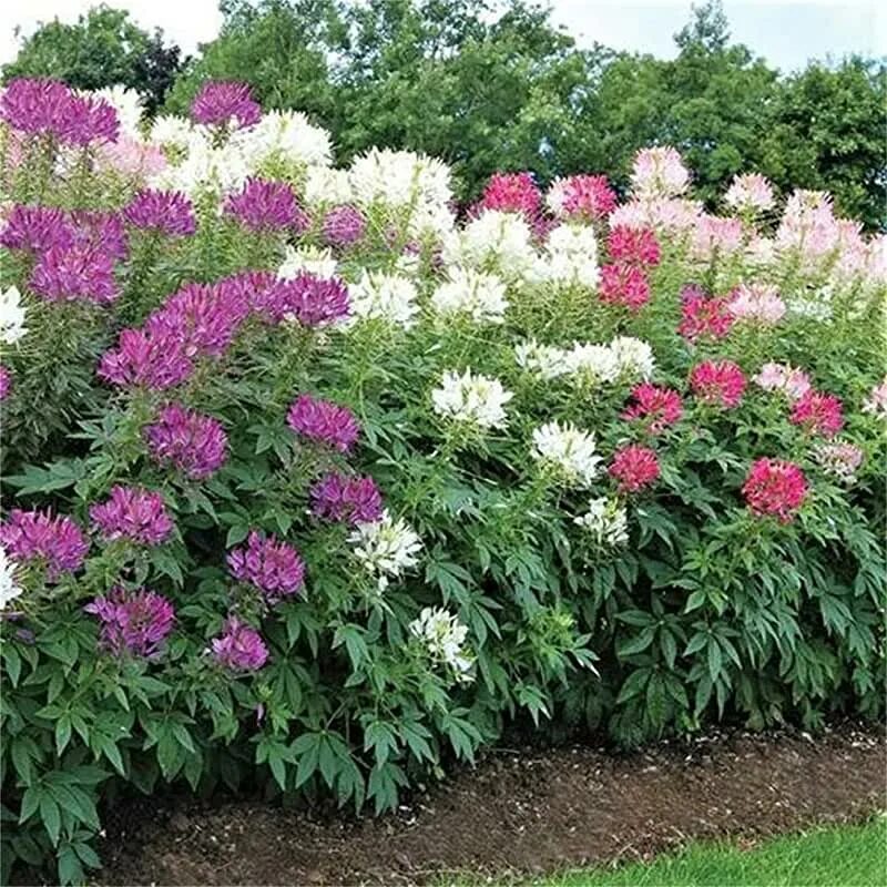 Клеома фото цветов Amazon.com: Cleome Seeds