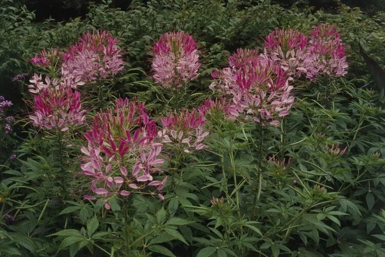 Клеома фото цветов How to Grow and Care for Cleome (Spider Flowers) Cleome flowers, Easiest flowers