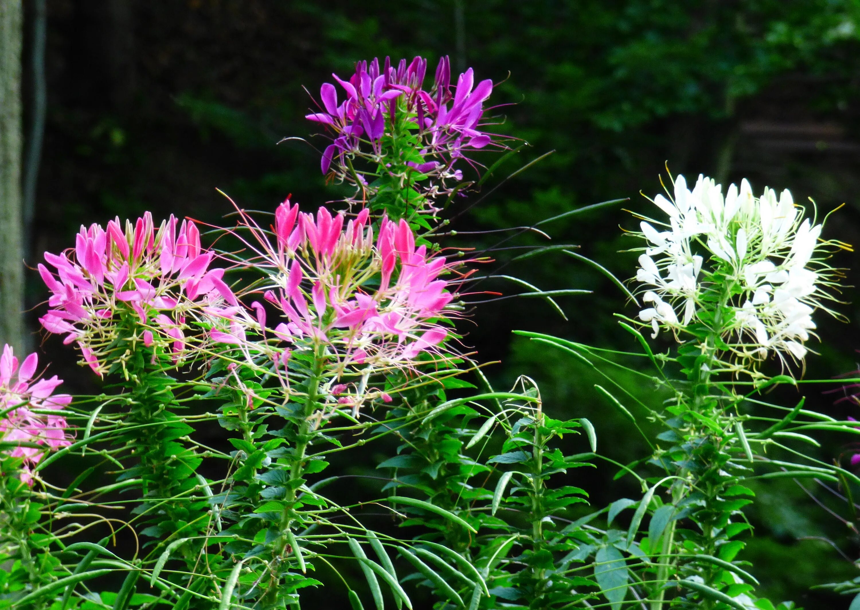 Клеома фото цветов File:Kleome. Cleome. 05.jpg - Wikimedia Commons