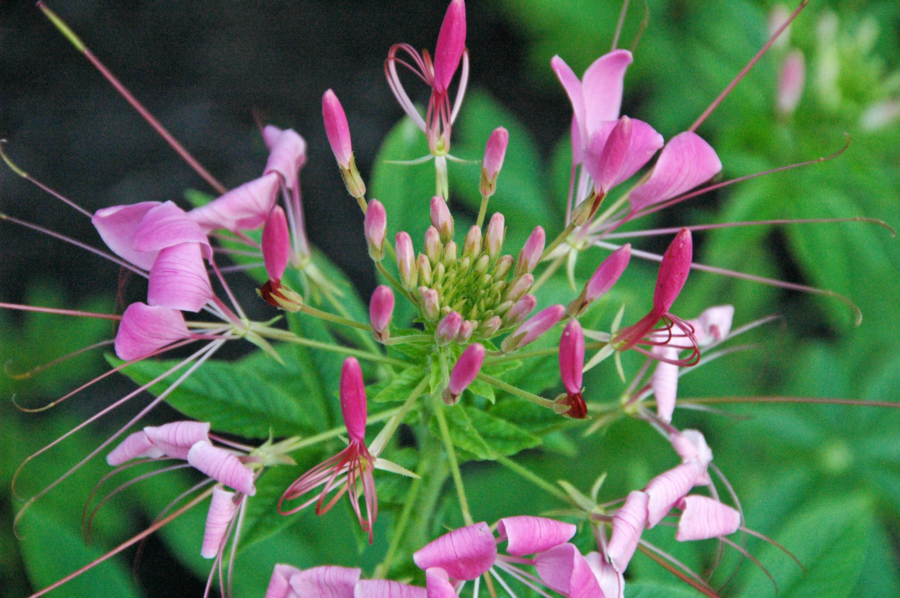 Клеома посадка фото File:Cleome hassleriana (spider flower) 2 (39456099982).jpg - Wikimedia Commons