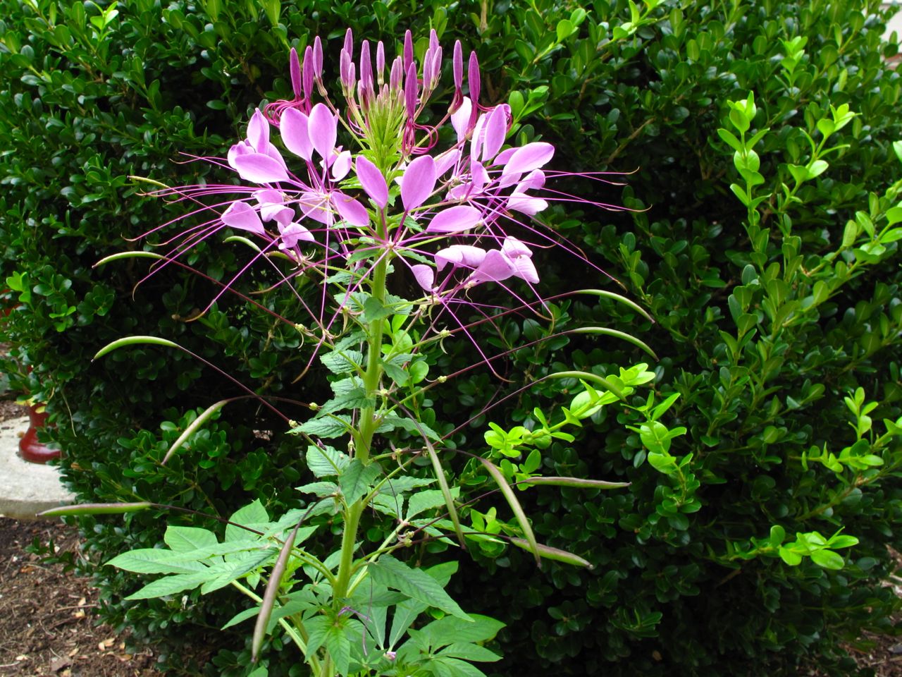 Клеома посадка фото Cleome hassleriana pbmGarden