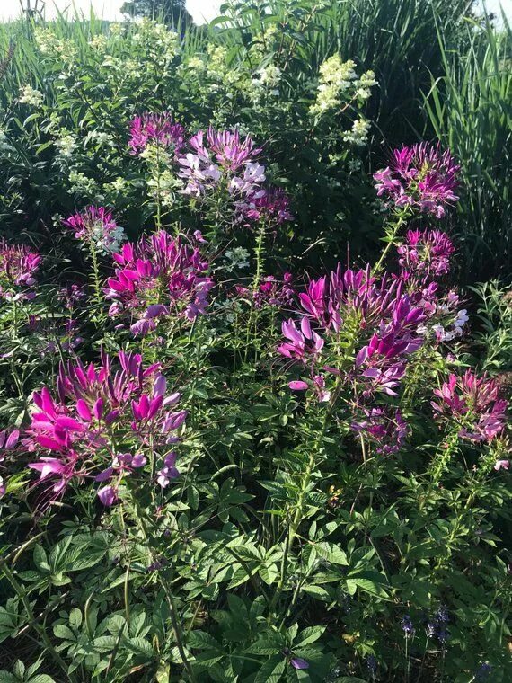 Клеома посадка фото Cleome Seeds, Spider Flowers in Mixed Colors, Great for Butterfly Garden and Hum