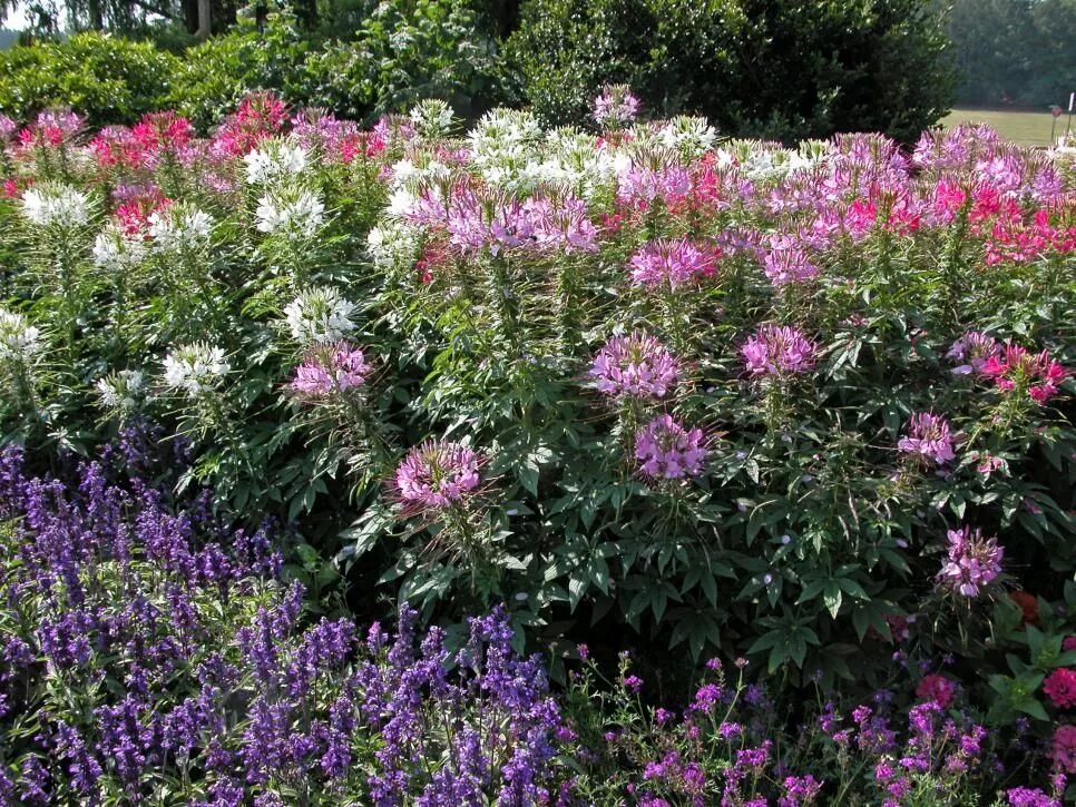 Клеома посадка и уход фото Ideas for Low-Cost Gardening Deer resistant annuals, Plants, Deer resistant pere