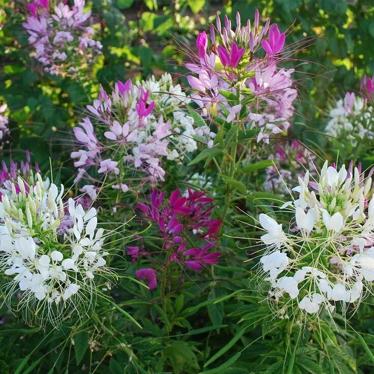 Клеома посадка и уход фото 15 Annuals That Bloom All Summer Cleome flowers, Plants, Flowers