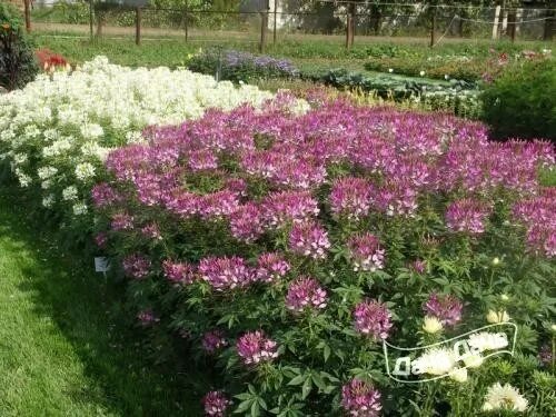 Клеома посадка и уход фото Клеома - описание сорта, фото, саженцы, посадка, особенности ухода. Дачная энцик