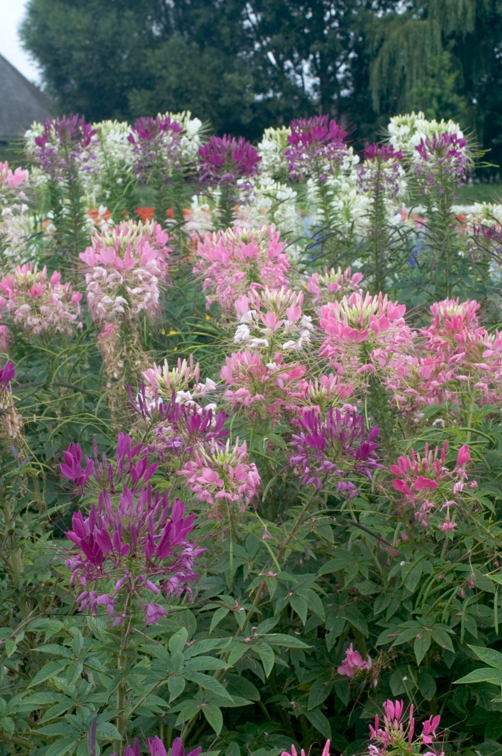Клеома посадка и уход фото Cleome Mixed Flowers Seeds Kings Seeds Cleome flowers, Beautiful flowers garden,