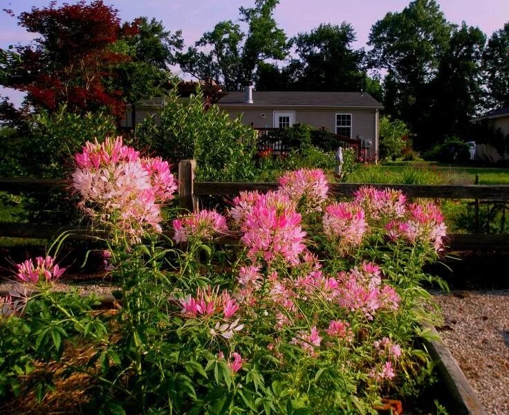 Клеома посадка и уход фото Cleomes aka "sparkler plant" (With images) Plants, Garden