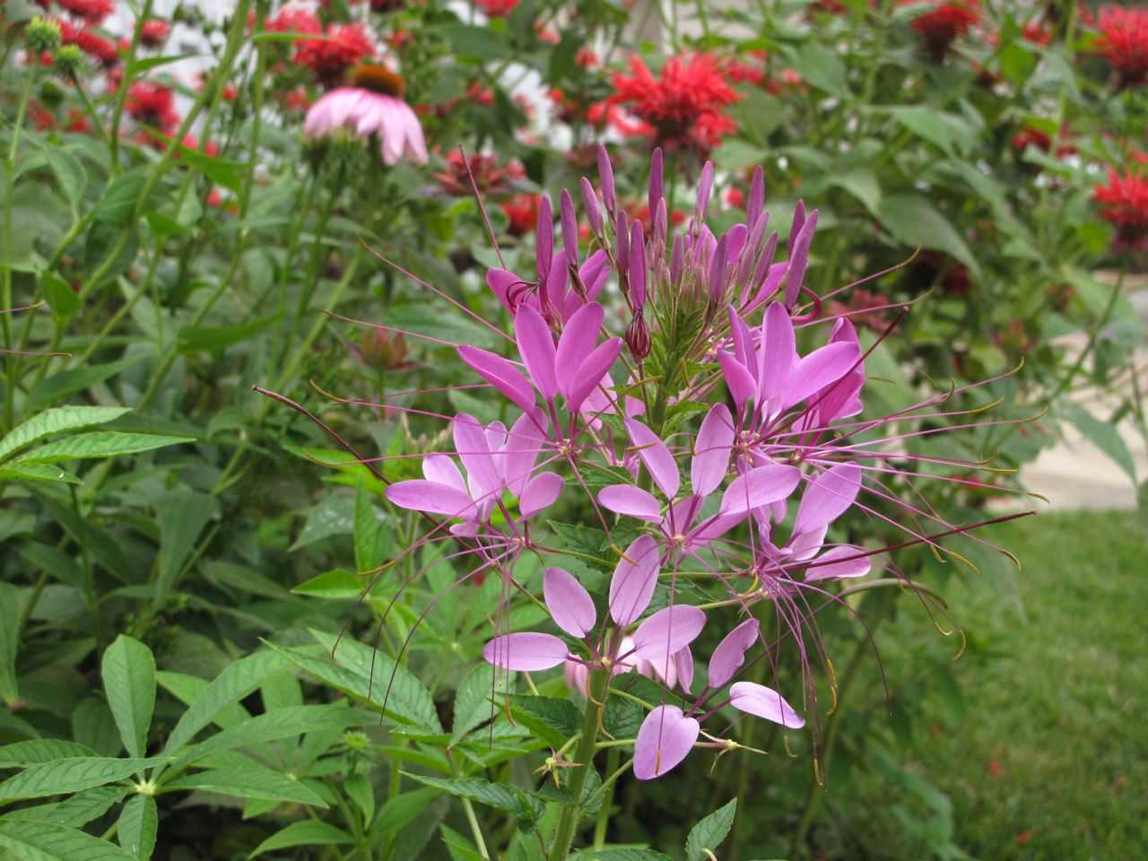 Клеома цветок фото посадка Фото Cleome hassleriana: Элегантность природы Ландшафтный дизайн Фотоальбом АК А