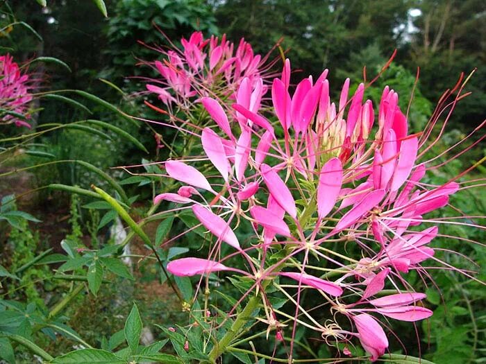 Клеома цветок фото посадка Купить семена Клеома Cleome Cherry Queen в Москве: доставка семян по России и СН