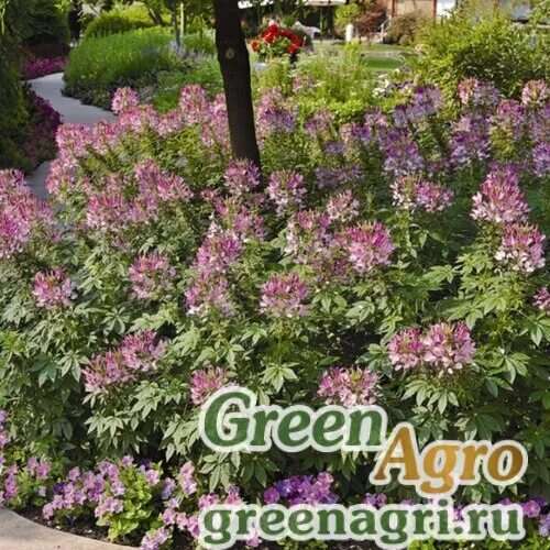 Клеома в ландшафтном дизайне фото Купить Семена Клеома Хасслера (Cleome hassleriana) "Sparkler F1" (lavender) prim