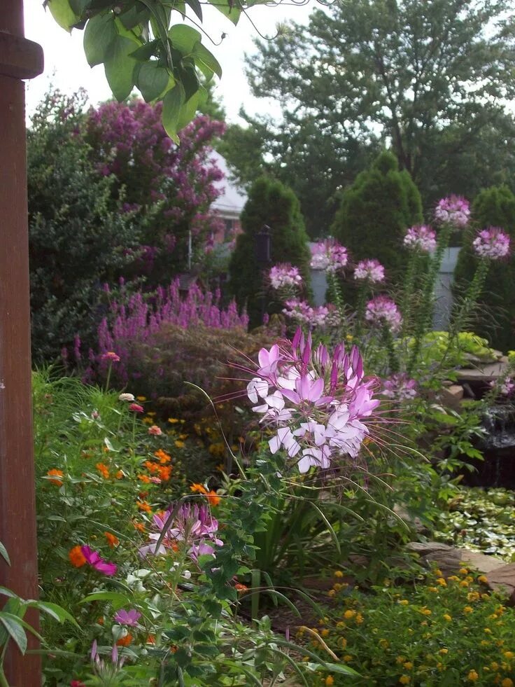 Клеома в ландшафтном дизайне фото Cleome Dream garden, Flowers perennials, Garden planning