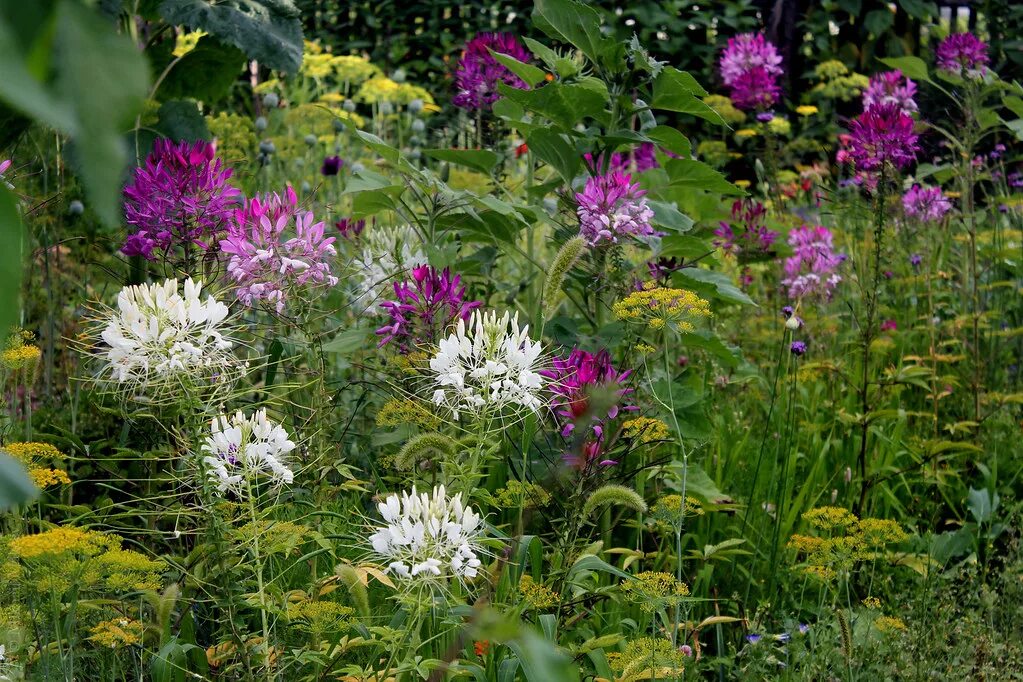 Клеома в ландшафтном дизайне фото Cleome spinosa (Spider Flower) & Dill (Anethum graveolens). Flickr