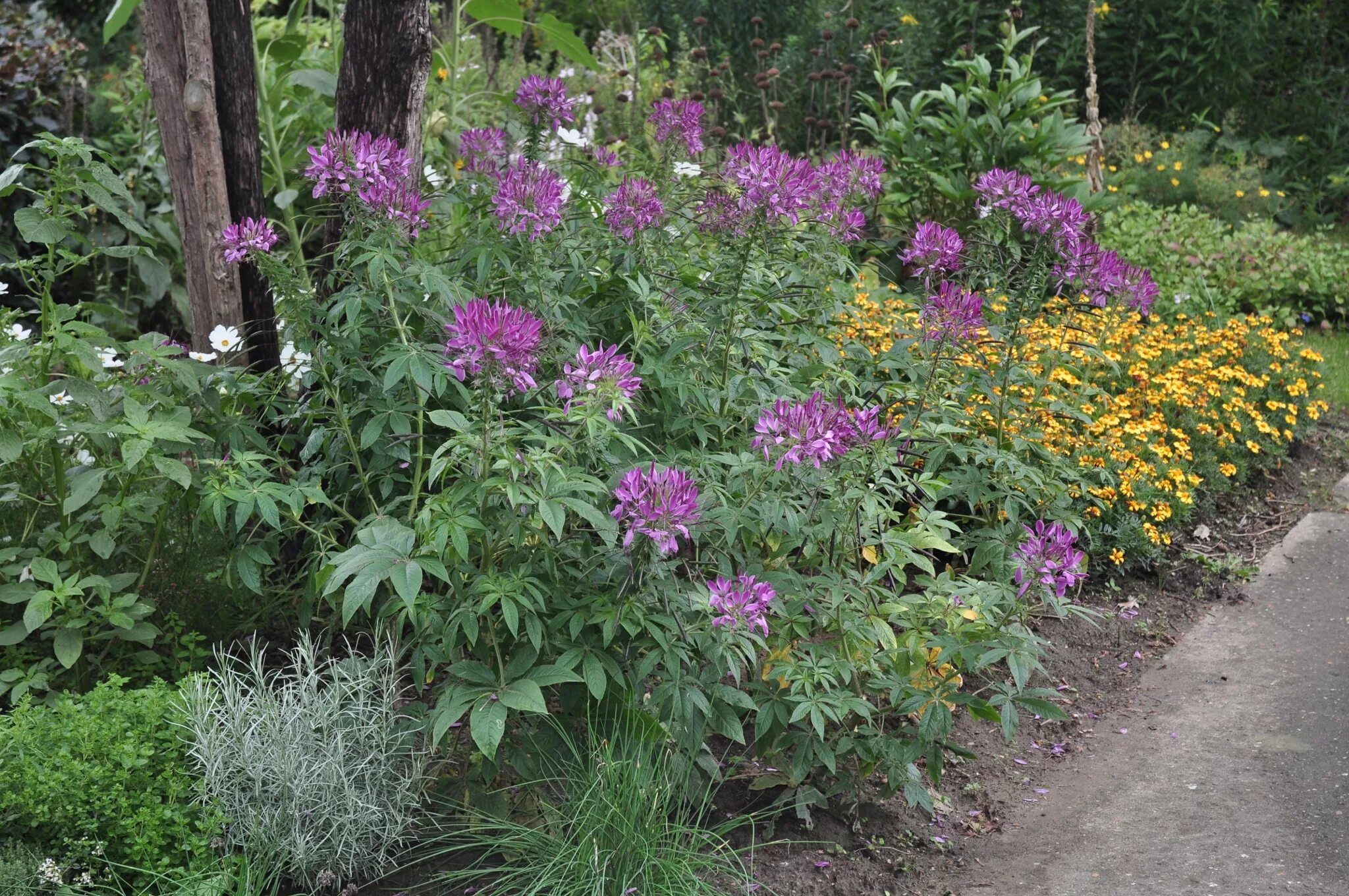 Клеома в ландшафтном дизайне фото Cleome spinosa (Cleomaceae) image 42614 at