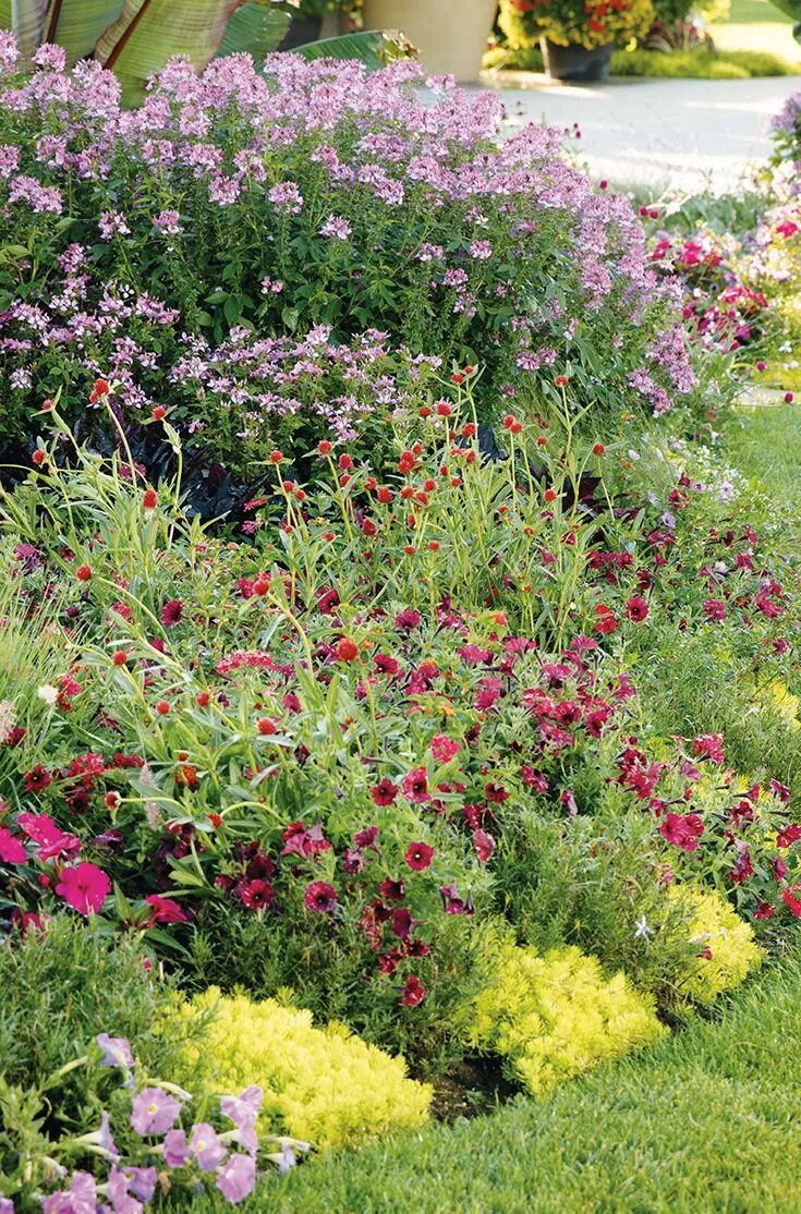 Клеома в ландшафтном дизайне фото Señorita Rosalita ® - Spider Flower - Cleome hybrid Backyard flowers beds, Lands
