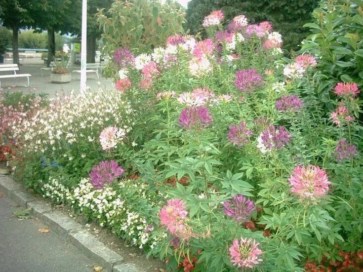 Клеома в ландшафтном дизайне фото Cleome mounds Cleome spinosa, Plants, Outdoor decor