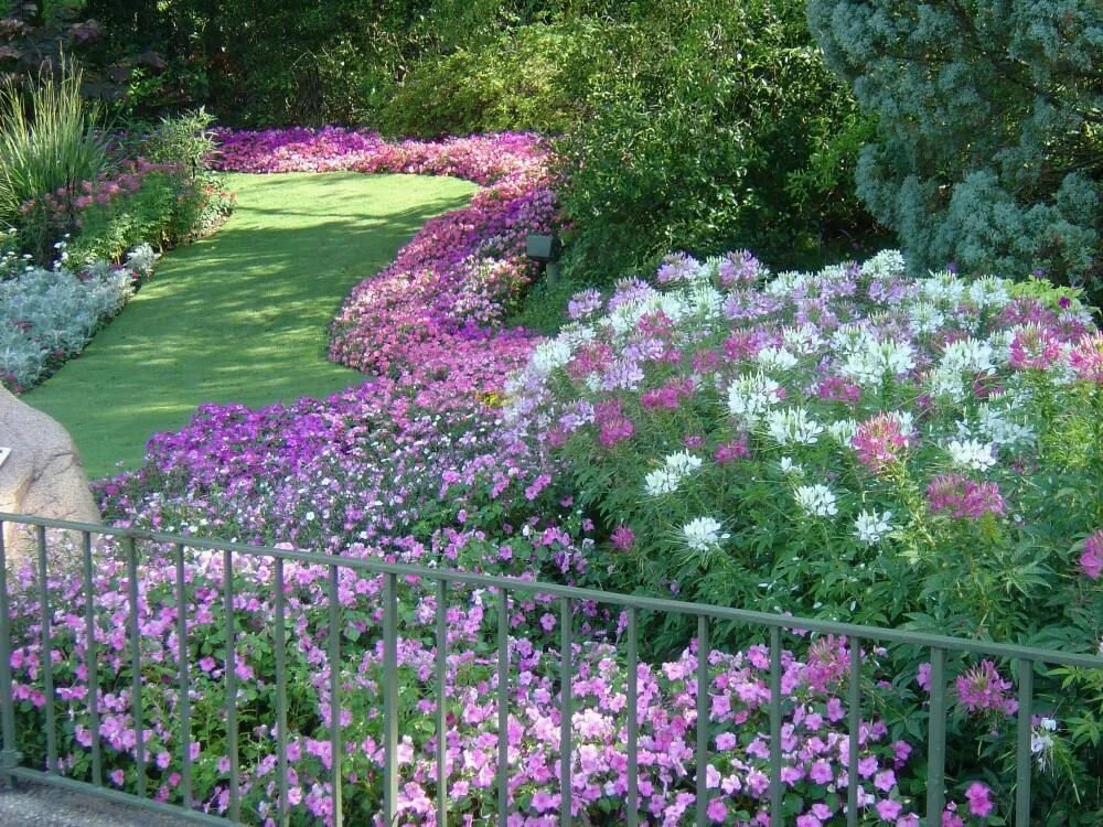 Клеома в ландшафтном дизайне фото Cléome Dream garden, Garden inspiration, Beautiful gardens