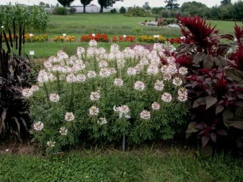 Клеома в ландшафтном дизайне фото White Spider Flower (Cleome) (Snow Queen) 25 SEEDS ! Comb. S/H! SEE OUR STORE eB