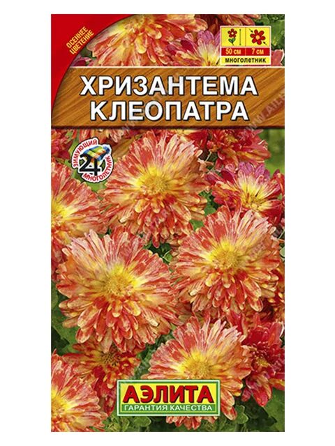 Клеопатра хризантема корейская фото Цветы многолетние