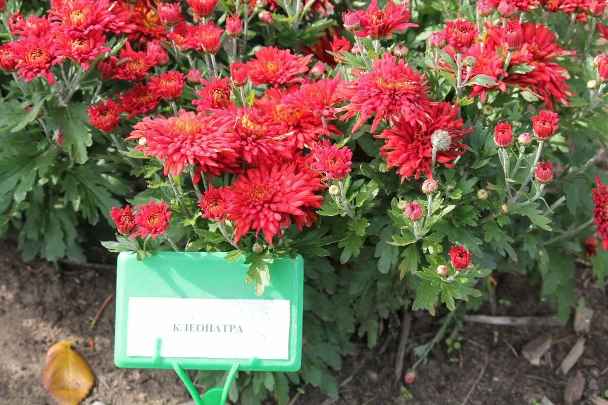 Клеопатра хризантема корейская фото Хризантема корейская 'Клеопатра' BOTSAD.BY Flowers, Herbs, Plants