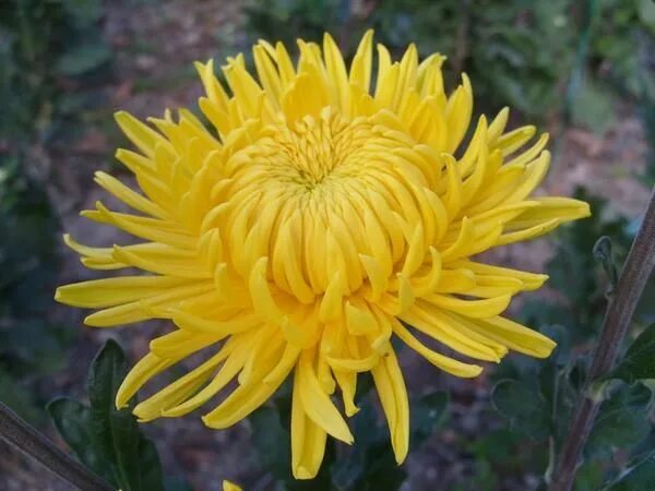 Клеопатра хризантема корейская фото Сорт 'CreamiestYellow'. Chrysanthemum, Plants, Garden