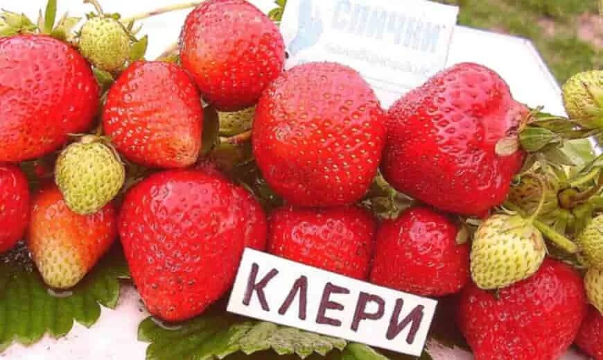 Клери клубника фото Сорт клубники Клери: фото и характеристики Зеленый рай Фотогалерея природы на di