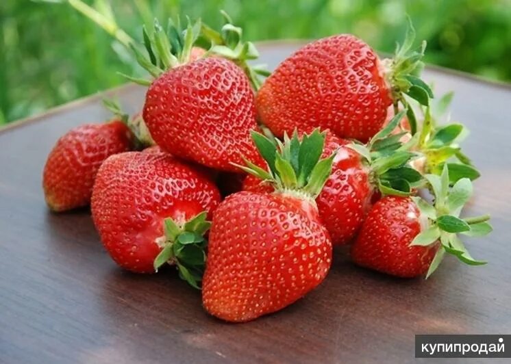 Клери клубника фото Земляника садовая, сорт Клери в Мичуринске