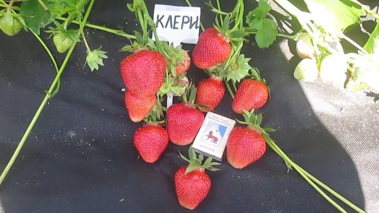 Клери клубника фото Клери. -ранний сорт клубники - YouTube