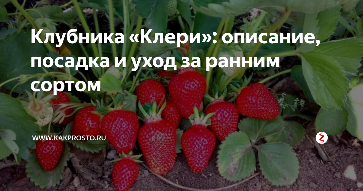 Клери клубника описание фото отзывы садоводов Клубника "Клери": описание, посадка и уход за ранним сортом www.kakprosto.ru Дзе