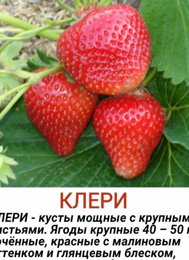 Клери клубника описание фото отзывы садоводов Земляника Садовая Клери: нежные ароматы и сочные плоды Натуралист Фотогалерея пр