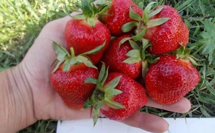 Клери клубника описание фото отзывы садоводов Земляника садовая .РАССАДА - купить в Стерлитамаке, цена 50 руб., дата размещени