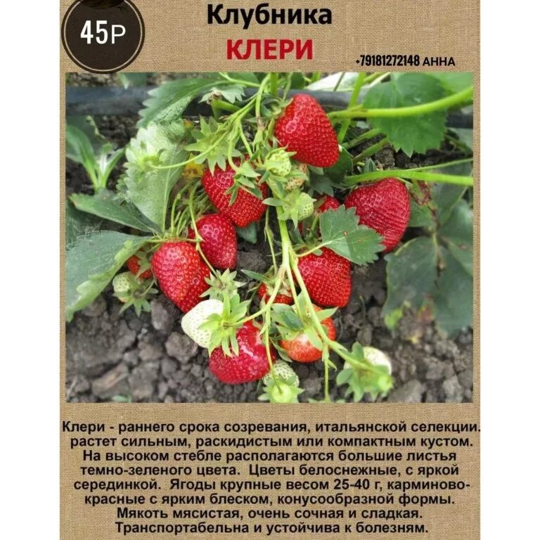 Клери клубника описание фото отзывы садоводов Клубника Полка: описание и характеристики сорта, посадка и уход, отзывы с фото