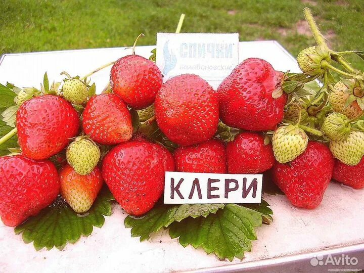 Клери клубника описание фото отзывы садоводов Клубника Купчиха Клери Молинг купить в Ростове-на-Дону Товары для дома и дачи Ав