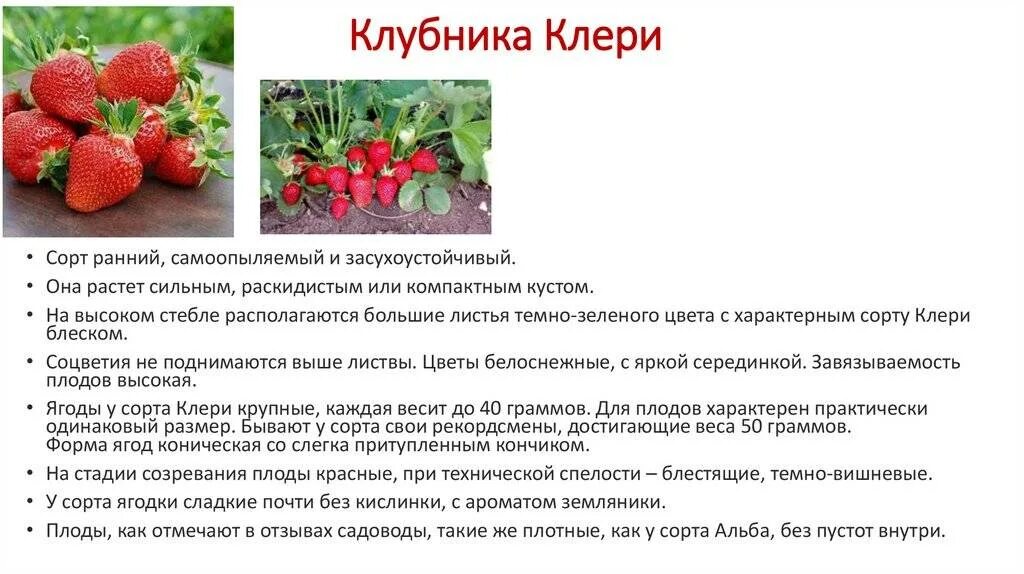 Клери клубника описание фото отзывы садоводов Земляника клери описание сорта фото отзывы садоводов Фитостудия-63.ру