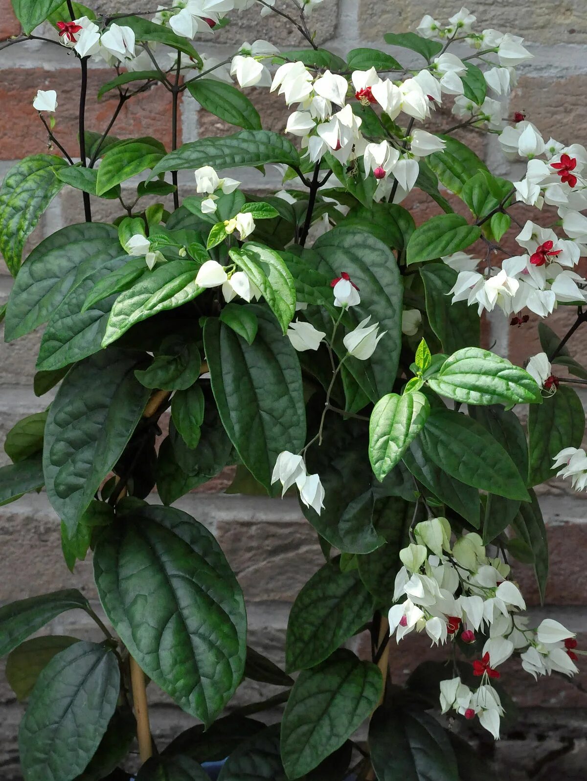 Клеродендрум фото цветов File:Clerodendrum thomsoniae 25-06-2010 13-57-50.JPG - Wikimedia Commons