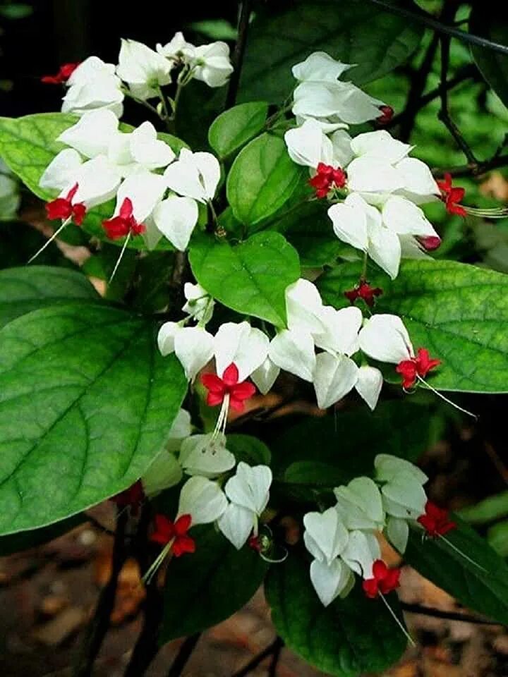 Клеродендрум фото цветов Amazon.com: bleeding heart flowers