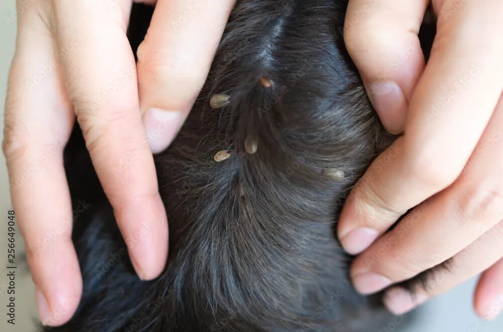 Клещ без головы фото Closeup hand showing big tick parasite on a dog skin, selective focus фотография