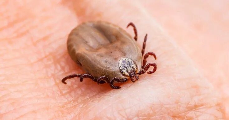 Клещ без головы фото How to Keep Ticks Away All Summer Long Using Lint Roller Полезные советы, Смеси 