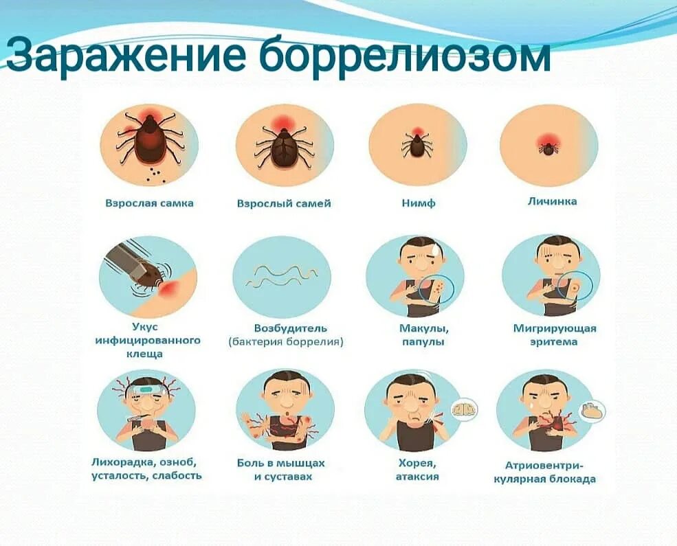 Клещ боррелиоз фото ИНФЕКЦИОННЫЙ КЛЕЩЕВОЙ БОРРЕЛИОЗ - БОЛЕЗНЬ ЛАЙМА ДГКБ-9