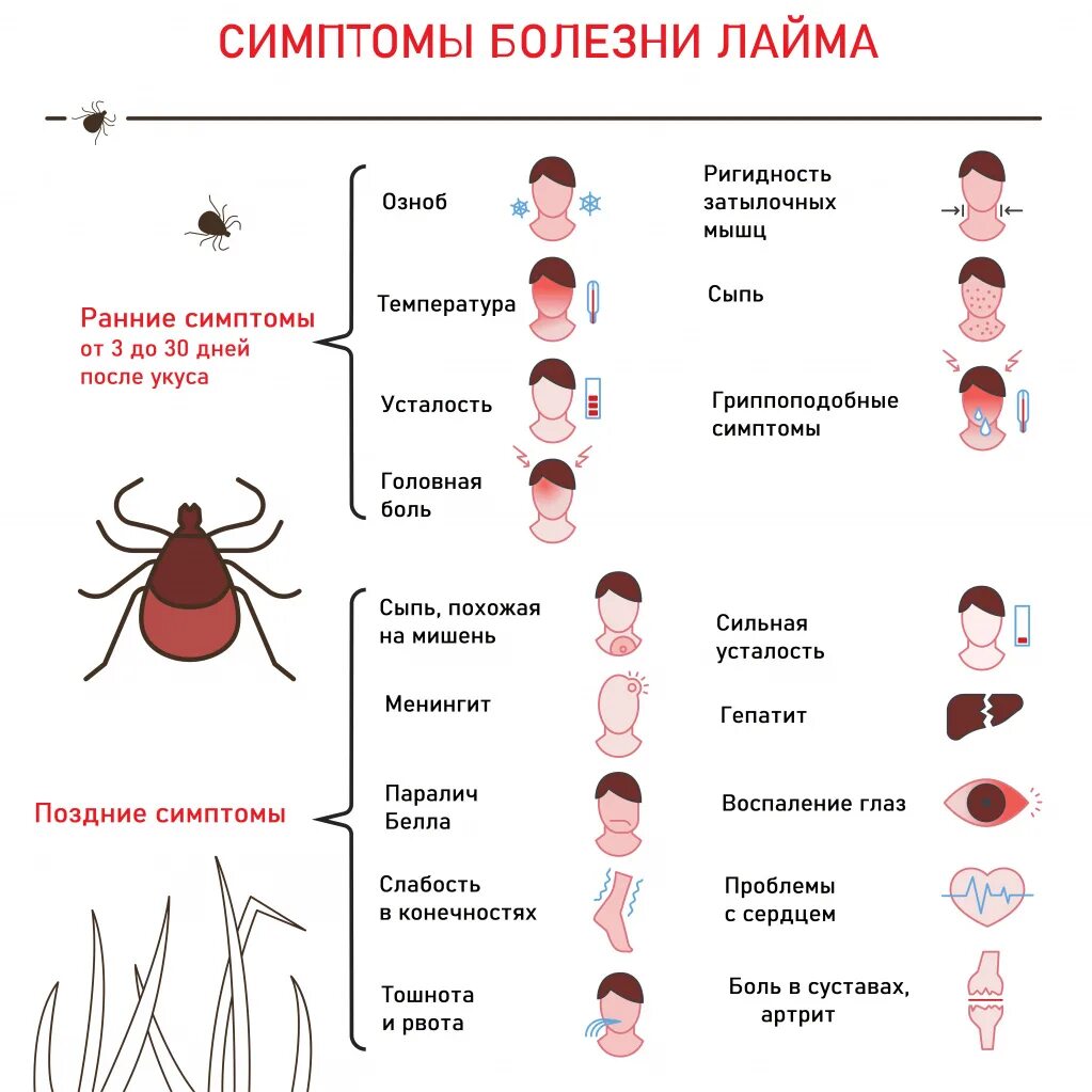 Клещ боррелиоз фото Лечение клещевого боррелиоза в Москве - Симптомы и диагностика Болезни Лайма - Ц