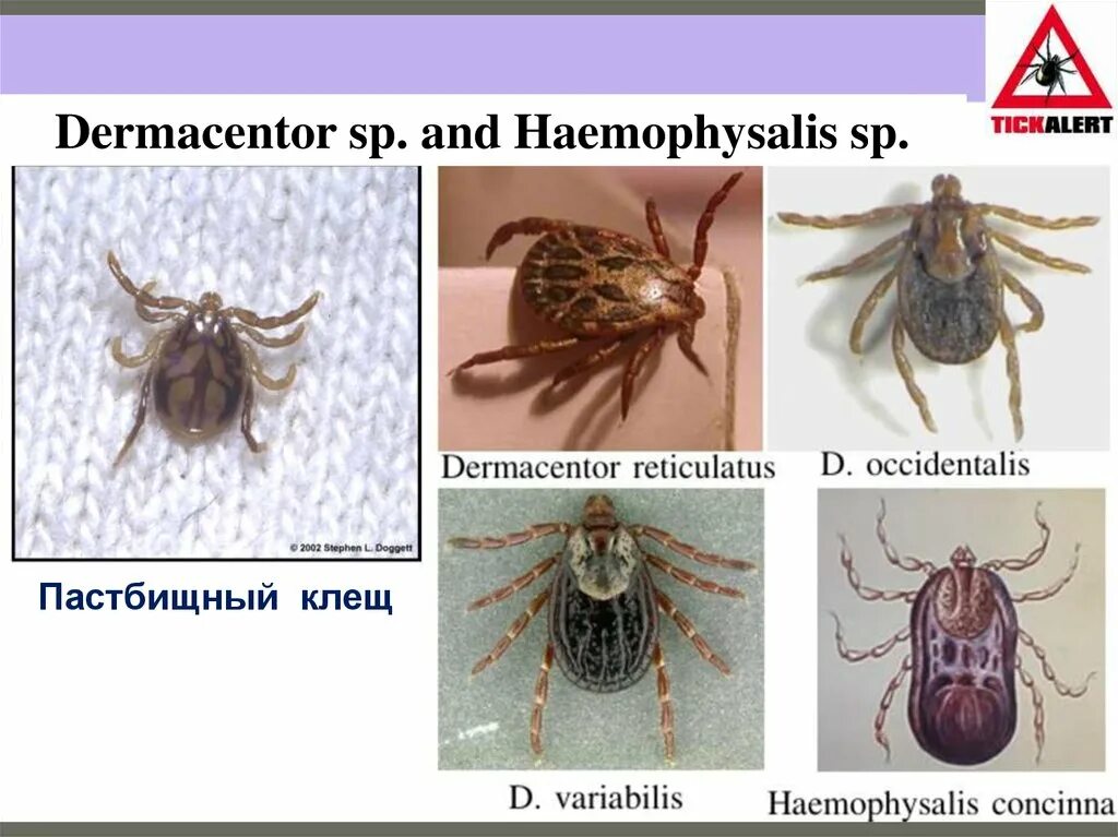 Клещ дермацентор фото Медицинская арахноэнтомология. Лекция 08 - презентация онлайн