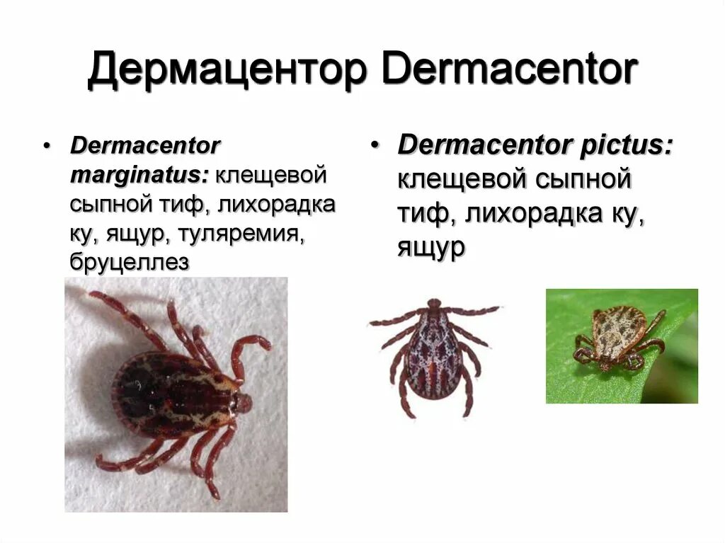 Клещ дермацентор фото Переносчиками каких заболеваний являются иксодовые клещи: найдено 84 изображений