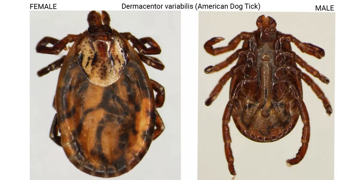 Клещ дермацентор фото Investigating Bobcat Fever Cornell Wildlife Health Lab