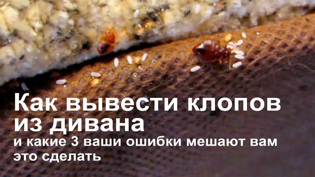 Клещ диванный как выглядит фото Клопы в диване HeatProf.ru
