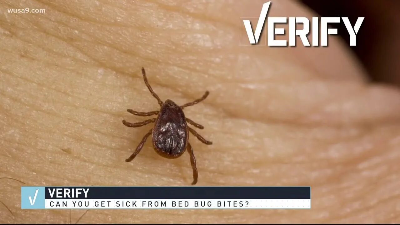 Клещ диванный как выглядит фото VERIFY: Can bed bug bites be harmful to your health? - YouTube
